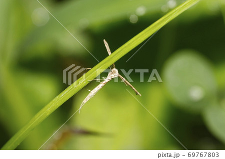 トリバガ科の一種 トリバガ科の一種 69767803