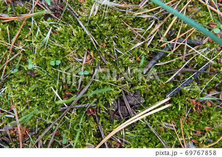 Ground in forest covered with coniferous needles and branches. Ground in forest covered with coniferous needles and branches. 69767858
