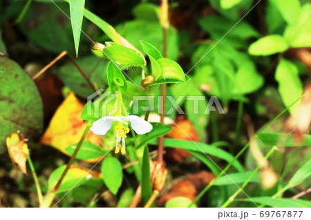 毎年同じ場所に咲く シロバナツユクサ 白花露草 の写真素材