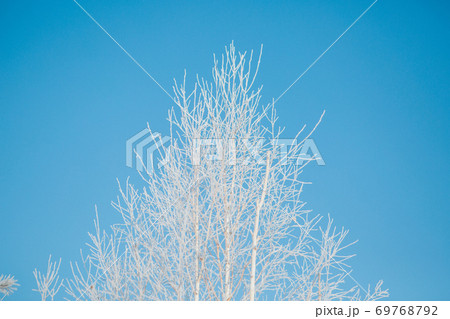 frozen grass close-up. the frost on the plants. winter landscape: the snow on the nature. Fog background, Wild flowers and dry grass covered with snow frozen grass close-up. the frost on the plants. winter landscape: the snow on the nature. Fog background, Wild flowers and dry grass covered with snow 69768792