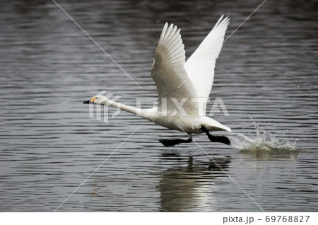 早朝に飛び立つ琵琶湖に飛来した白鳥 早朝に飛び立つ琵琶湖に飛来した白鳥 69768827