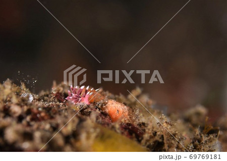 ホホベニミノウミウシ　その② 69769181