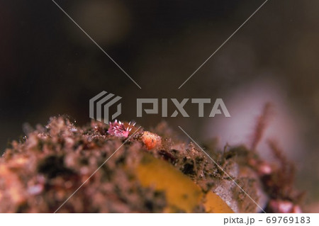 ホホベニミノウミウシ　その③ 69769183