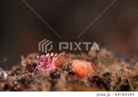 ホホベニミノウミウシ　その④ 69769184