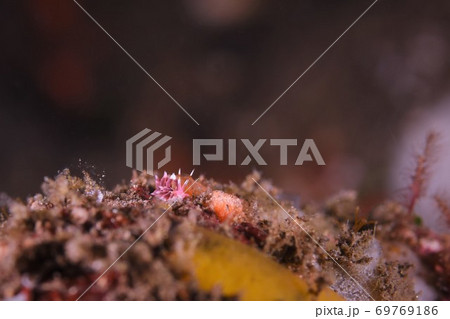 ホホベニミノウミウシのあくび…。　その② 69769186