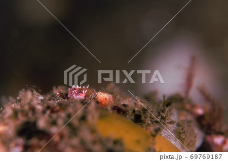 ホホベニミノウミウシ　その⑤ 69769187