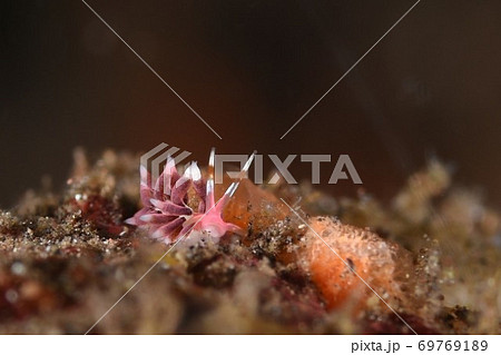 ホホベニミノウミウシのあくび…。 その① ホホベニミノウミウシのあくび…。 その① 69769189