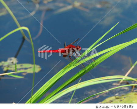 池辺の葉先で休む赤トンボ・ショウジョウトンボ 69769398