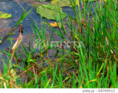 池辺の葉にとまって休む赤トンボ・ナツアカネ 69769412