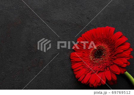 Bright gerbera flower on black background 69769512
