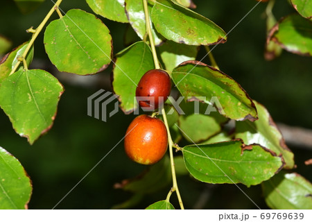 ナツメの実 ナツメの実 69769639