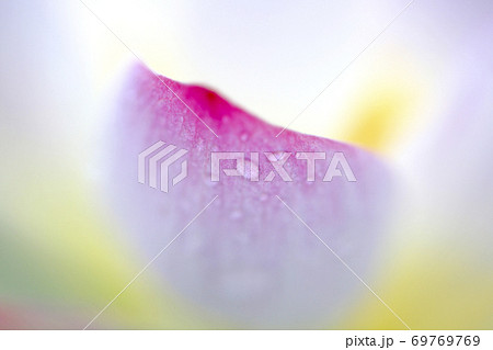 ハスの花 ハスの花 69769769