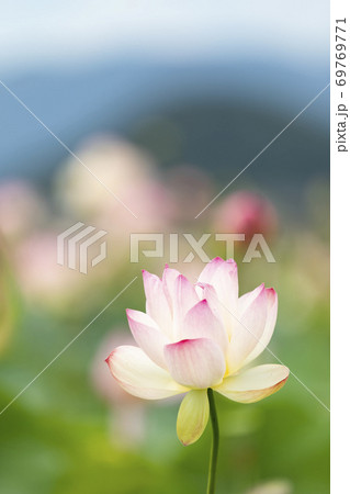 ハスの花 ハスの花 69769771