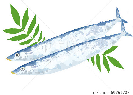 新鮮な秋刀魚のイラストのイラスト素材