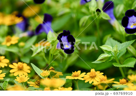 トレニア 69769910