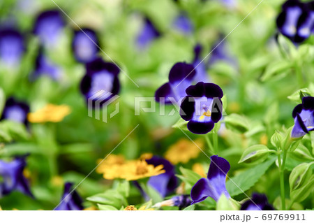 トレニア トレニア 69769911