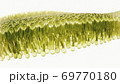 Human lipid bilayer  69770180