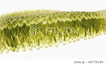 Human lipid bilayer  69770180