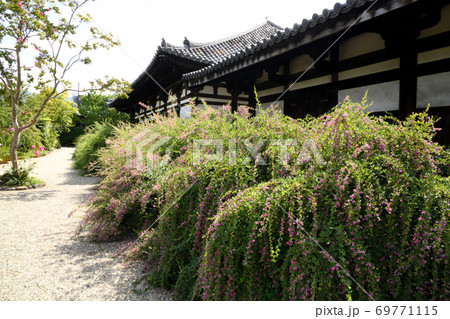 サルスベリとハギの花が咲く元興寺　禅室 69771115