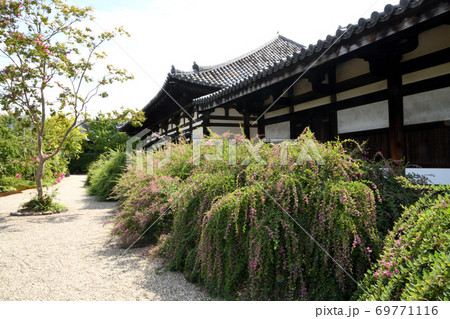 サルスベリとハギの花が咲く元興寺　禅室 69771116