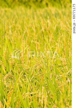 日本の風景「稲穂」 69771175