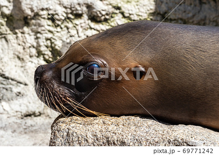 The South American sea lion, Otaria flavescens in the zoo The South American sea lion, Otaria flavescens in the zoo 69771242