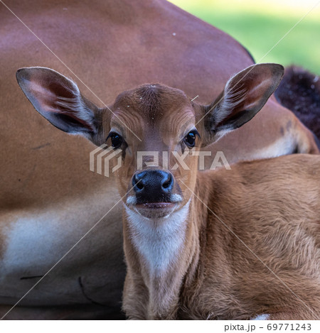 Baby Banteng, Bos javanicus or Red Bull is a type of wild cattle. 69771243