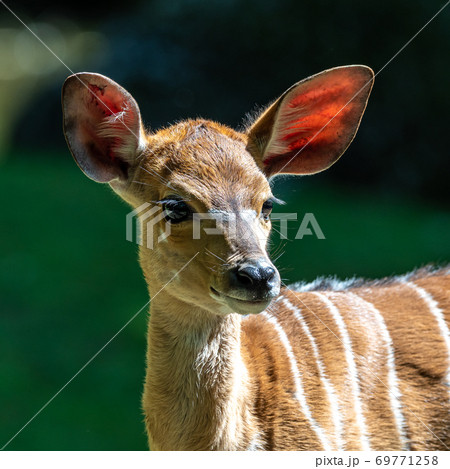 Baby Nyala Antelope - Tragelaphus angasii. Wild life animal. Baby Nyala Antelope - Tragelaphus angasii. Wild life animal. 69771258
