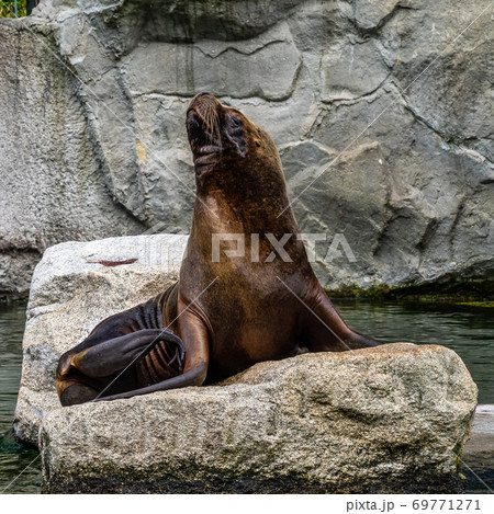 The South American sea lion, Otaria flavescens in the zoo The South American sea lion, Otaria flavescens in the zoo 69771271