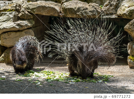 Indian crested Porcupine, Hystrix indica in a german nature park Indian crested Porcupine, Hystrix indica in a german nature park 69771272