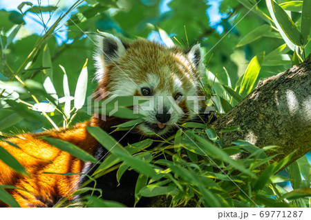 The red panda, Ailurus fulgens, also called the lesser panda. The red panda, Ailurus fulgens, also called the lesser panda. 69771287