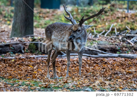 The fallow deer, Dama mesopotamica is a ruminant mammal 69771302