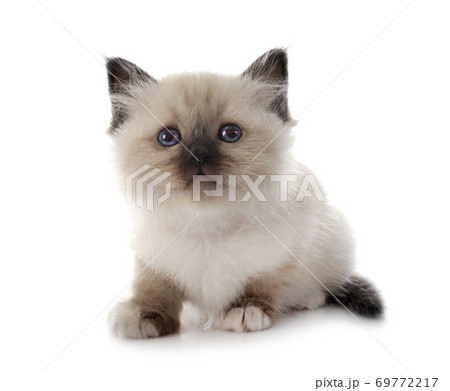 birman kitten in studio birman kitten in studio 69772217