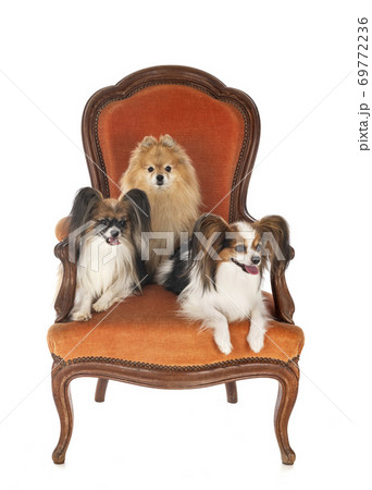 little dogs on chair 69772236