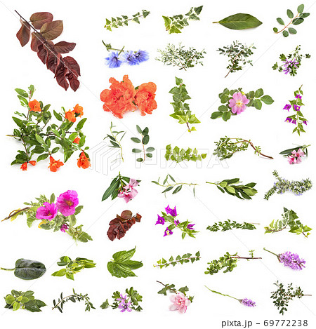 leaf and flowers leaf and flowers 69772238