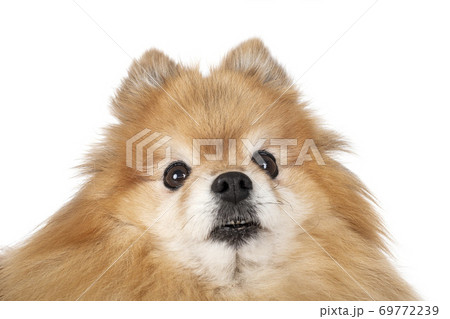 pomeranian in studio pomeranian in studio 69772239