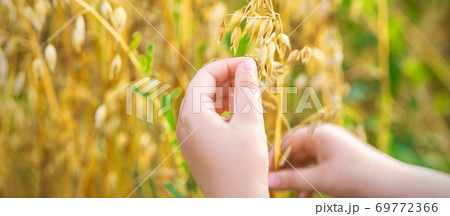 Child's hand holding the ears of oats. Child's hand holding the ears of oats. 69772366