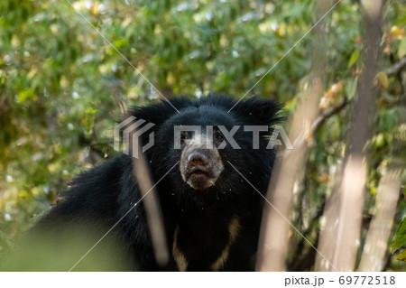 sloth bear or Melursus ursinus closeup in natural green background at ranthambore national park or tiger reserve rajasthan india 69772518
