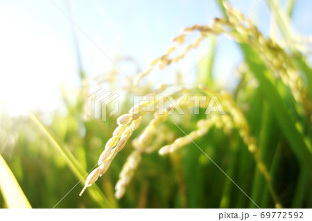 稲穂　水田　コメ 69772592