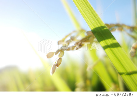 稲穂　水田　コメ 69772597