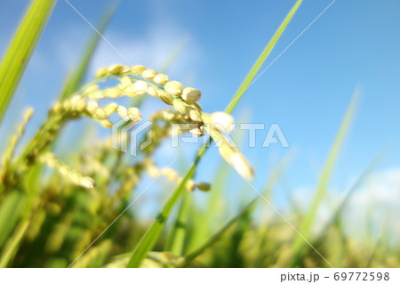 稲穂　水田　コメ 69772598