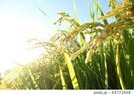 稲穂 水田 コメ 稲穂 水田 コメ 69772608