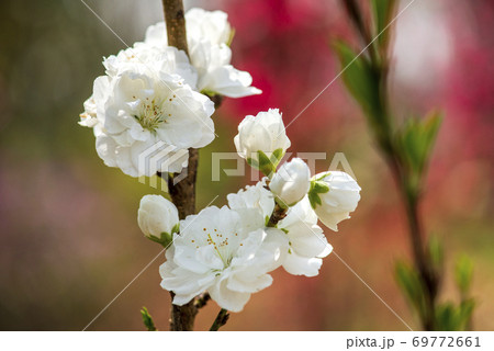 春の野に咲く白いホウキモモ の花の写真素材