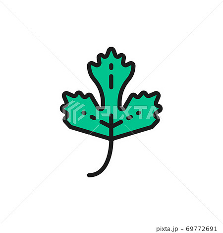 Parsley, herb, spice flat color line icon. Isolated on white background Parsley, herb, spice flat color line icon. Isolated on white background 69772691