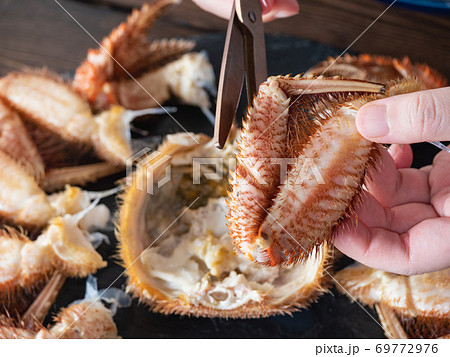 日本の毛蟹。茹でカニの身を剥いてる様子のクローズアップ。 69772976
