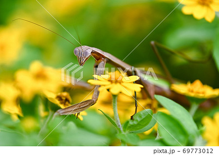花とカマキリ 花とカマキリ 69773012