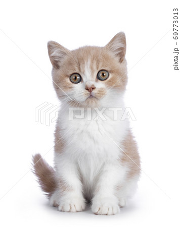 Creme with white british shorthair cat on white 69773013