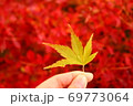 赤紅葉の前で輝く黄色紅葉 69773064