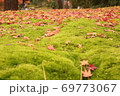 芝生に落ちた紅葉 69773067
