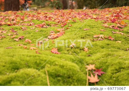 芝生に落ちた紅葉 芝生に落ちた紅葉 69773067